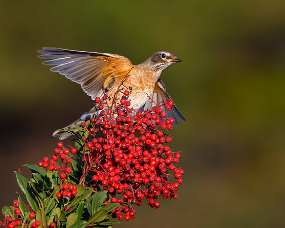 American Robin