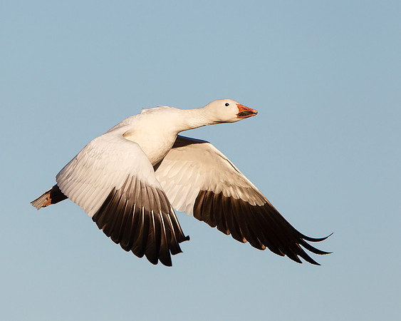 Snow Goose