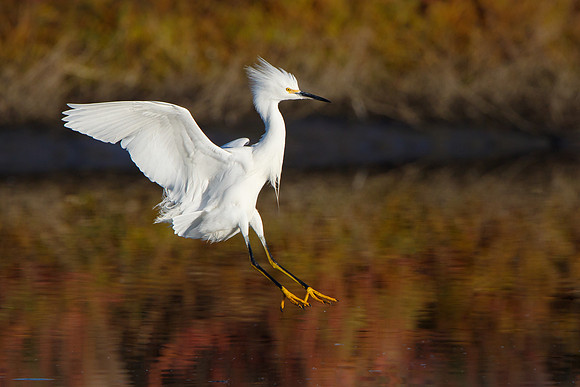 Snowy Egret