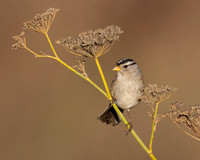 White-crowned Sparrow