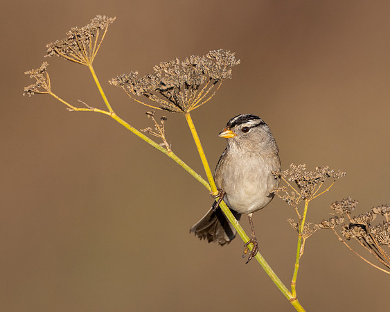 White-crowned Sparrow