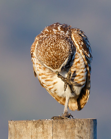 Burrowing Owl, cleaning talon