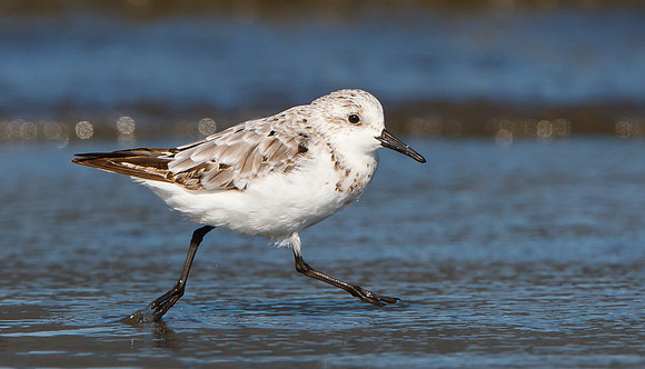 Sanderling