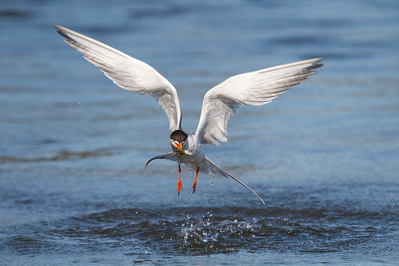 Forster's Tern, emerging from water with fish