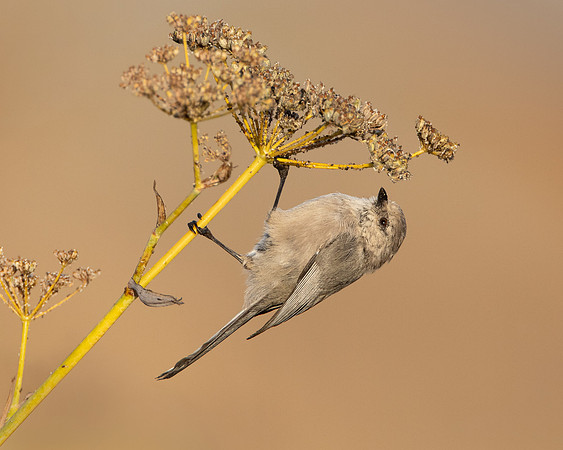 Bushtit