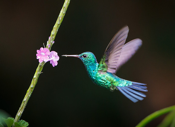 Blue-chinned Sapphire
