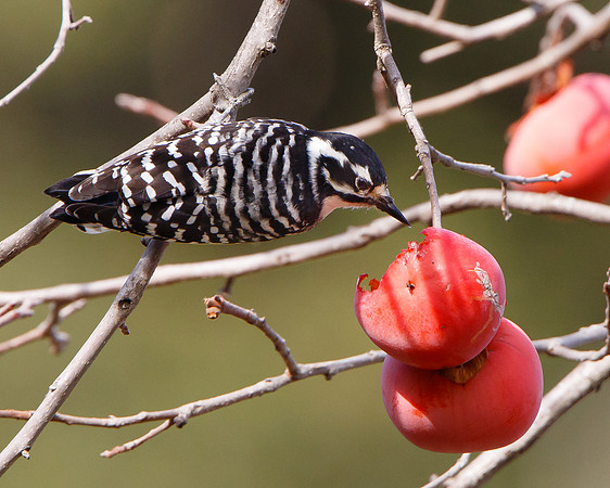 Nuttall's Woodpecker, female