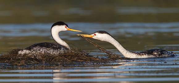Clark's Grebes, tending nest