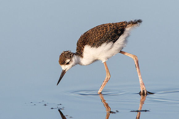 Black-necked Stilt, juvenile