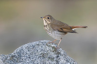 Hermit Thrush