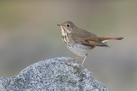 Hermit Thrush