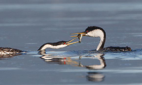 Western Grebe courtship: female grasping fish from male