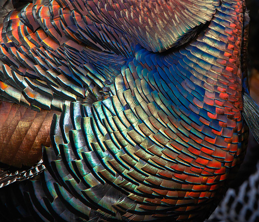 Wild Turkey