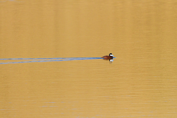 Ruddy Duck