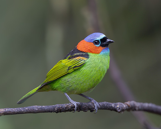 Red-necked Tanager