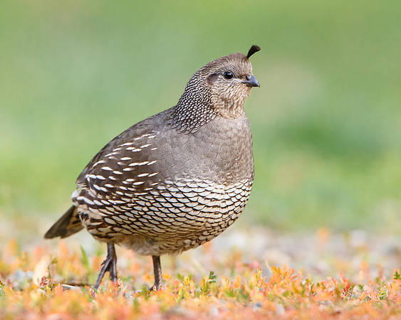 California Quail, female