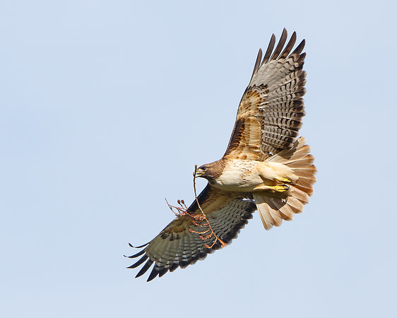 Red-tailed Hawk, with nest material