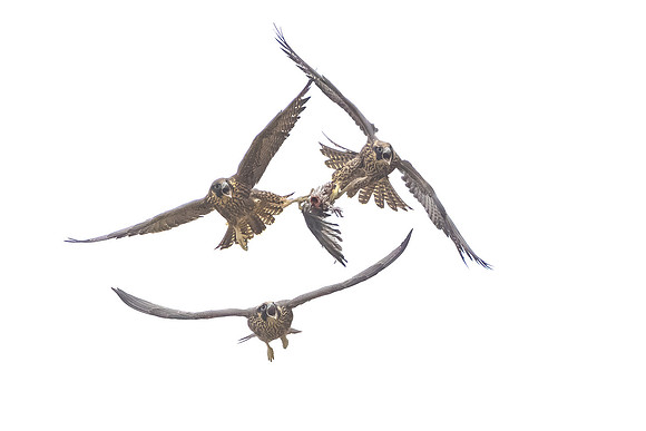 Peregrine Falcons, juveniles fighting over meal
