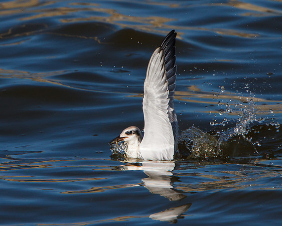 Forster's Tern, juvenile emerging from water with fish