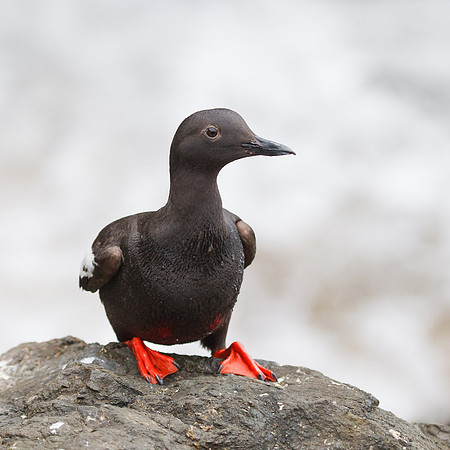 Pigeon Guillemot