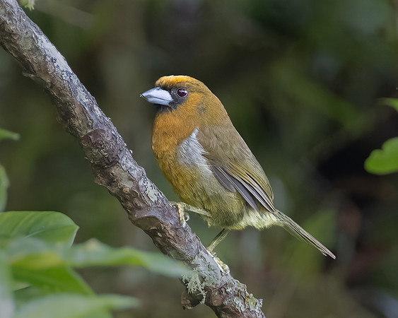 Prong-billed Barbet