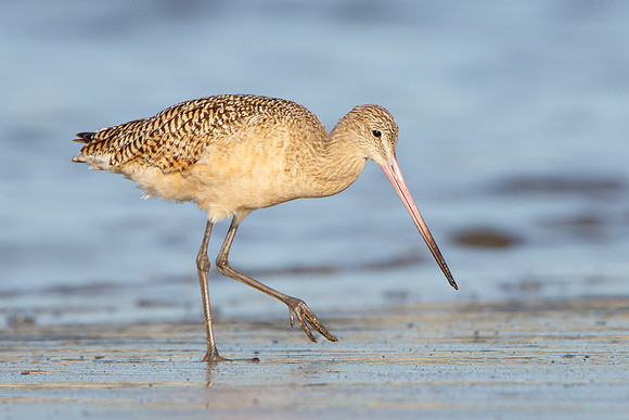 Marbled Godwit