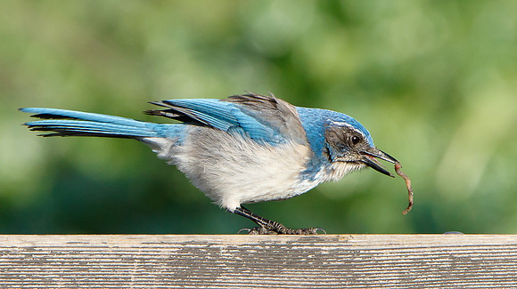 California Scrub-Jay (formerly Western Scrub-Jay)