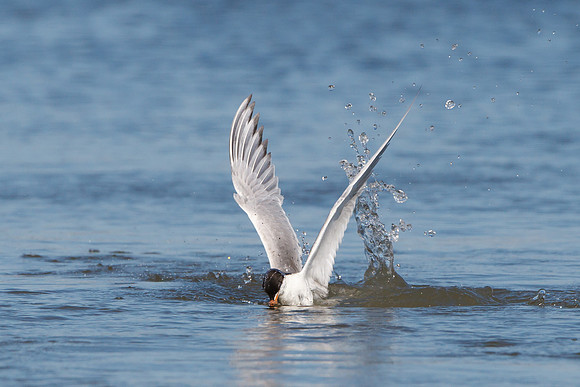 Forester's Tern, diving for fish