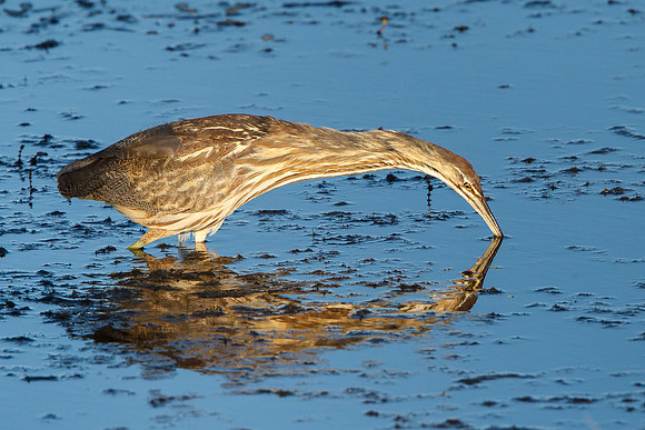 American Bittern