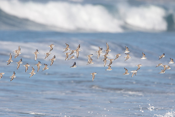 44 Snowy Plovers