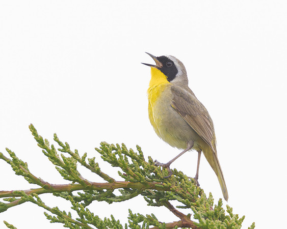 Common Yellowthroat