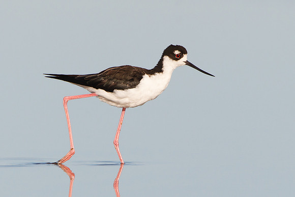 Black-necked Stilt, adult