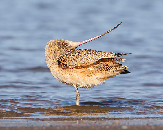 Long-billed Curlew, preening
