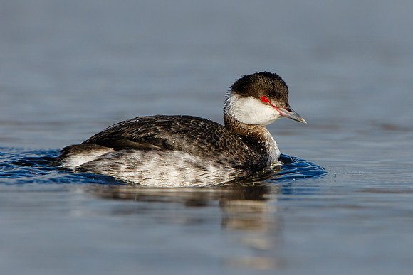 Horned Grebe