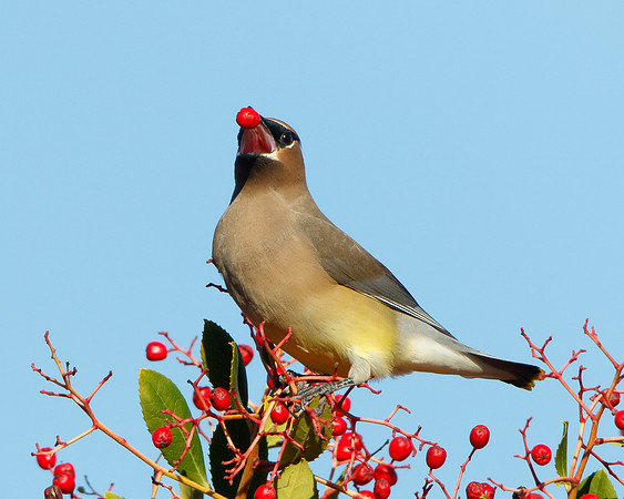 Cedar Waxwing, feeding on toyon berry