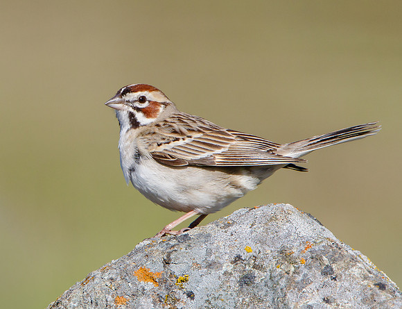 Lark Sparrow
