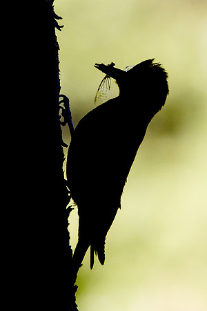 Williamson's Sapsucker, male