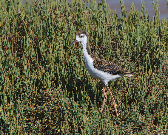 Black-necked Stilt, juvenile