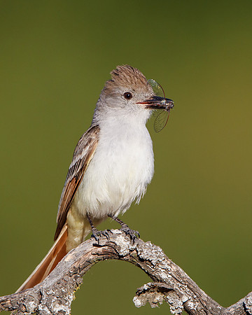 Ash-throated Flycatcher, with insect