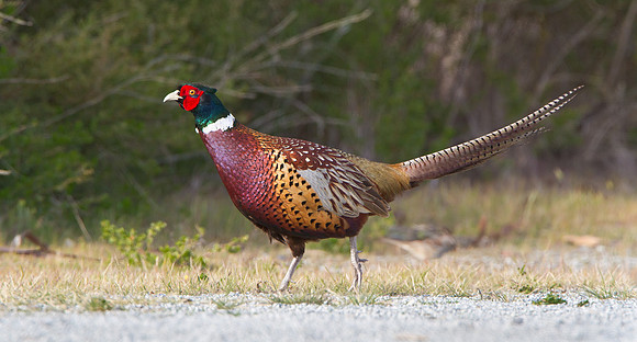 Ring-necked Pheasant