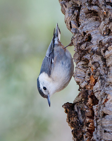 White-breasted Nuthatch
