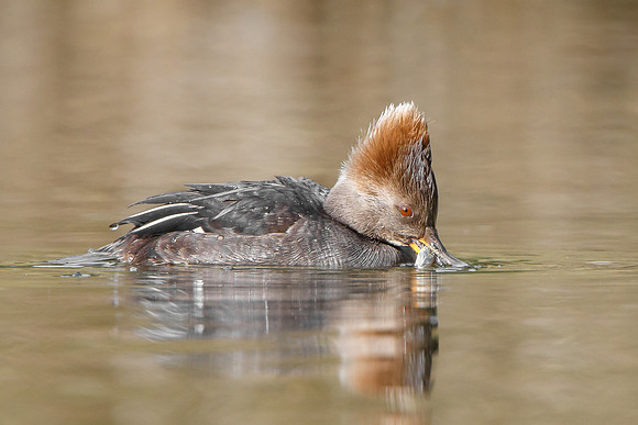 Hooded Merganser, female with fish