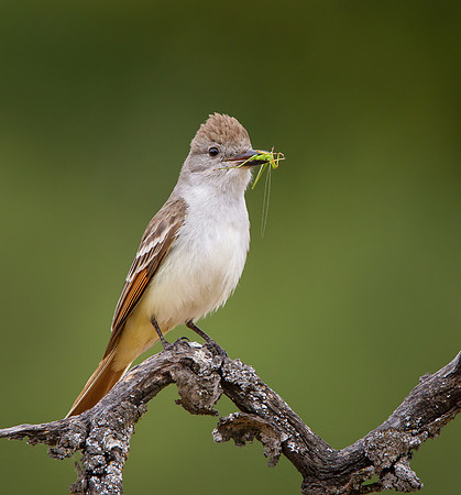 Ash-throated Flycatcher, with insect