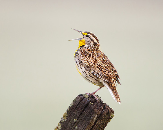 Western Meadowlark