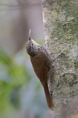 Spot-crowned Woodcreeper