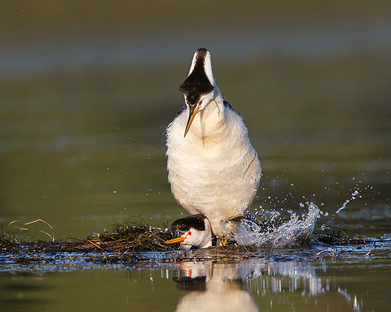 Clark's Grebes, mating
