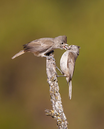 Oak Titmouse, parent (at right) feeding young