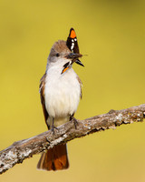 Ash-throated Flycatcher, with butterfly (California Sister)