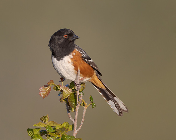 Spotted Towhee
