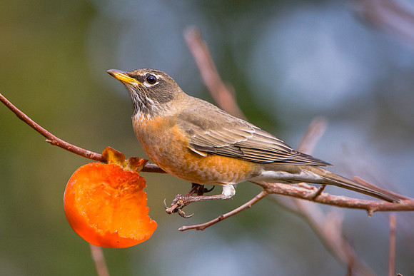 American Robin